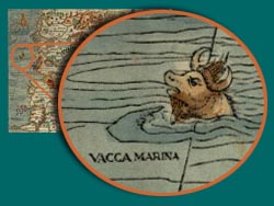 Vacca marina