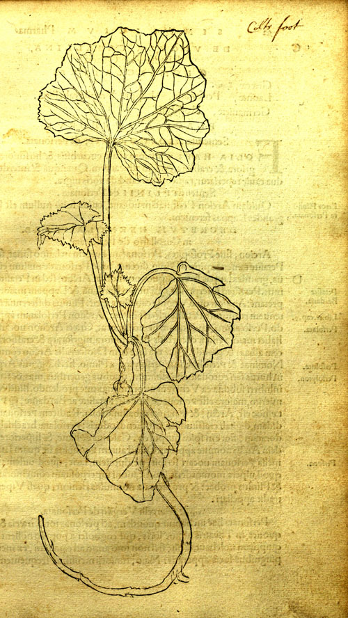 Brunfels(1530)-coltsfoot.jpg