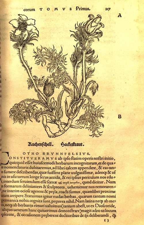 Brunfels(1530)-pasqueflower.jpg