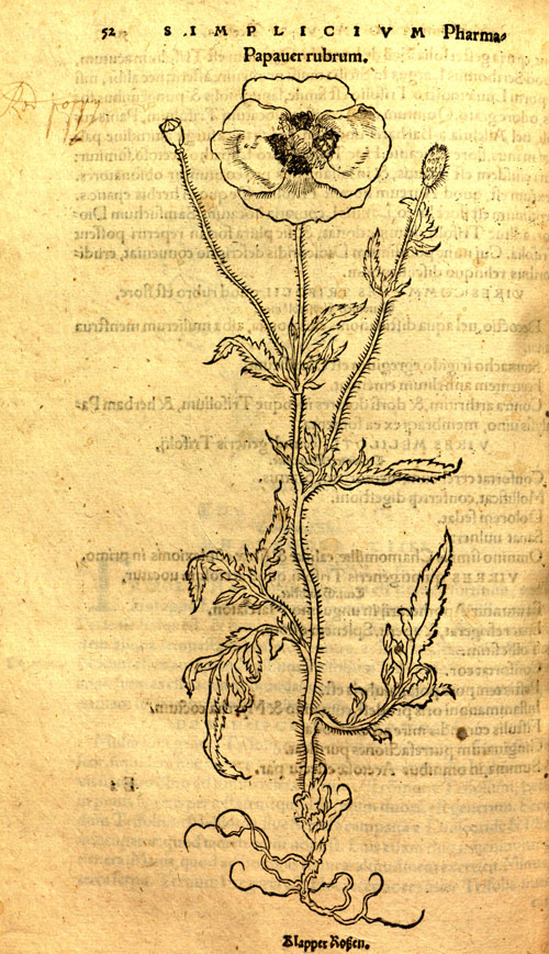 Brunfels(1530)-poppy.jpg