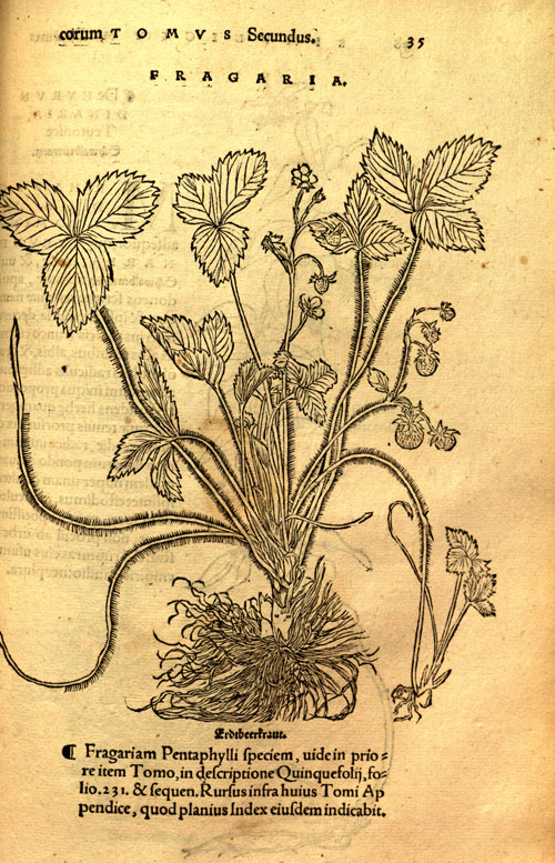 Brunfels(1530)-strawberry.jpg