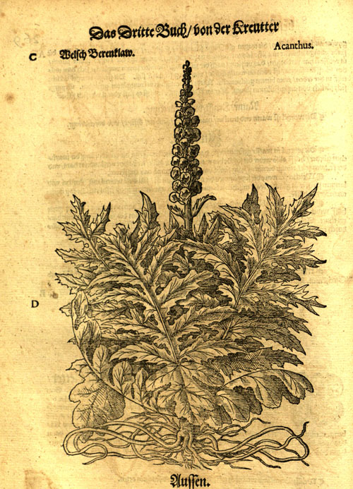 MattioliAHL-acanthus1.jpg